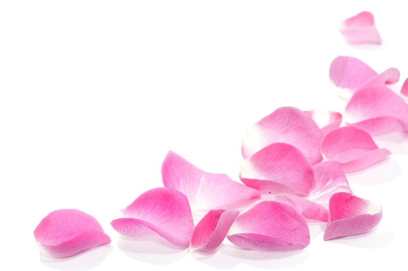 Pink Rose Petals — Serene, Photograph, White Background