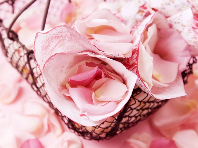 Pink Rose Petals — Serene