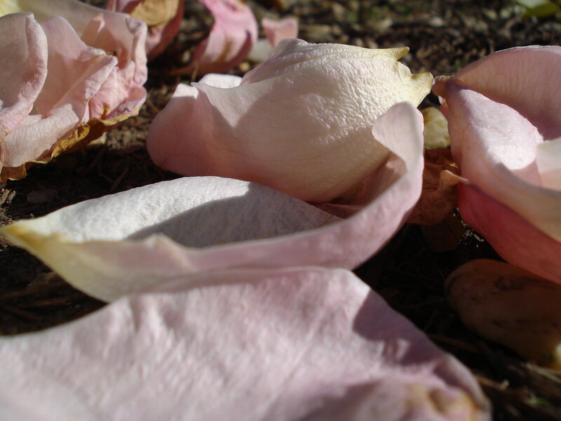 Pink Rose Petals