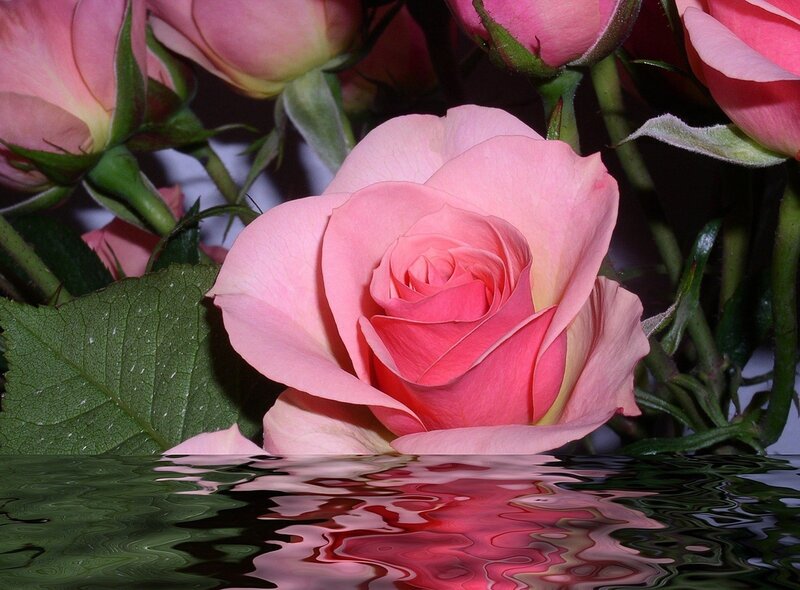 Pink rose reflected in water