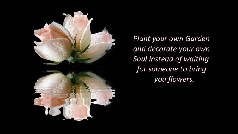 Pink Rose Reflection — Black