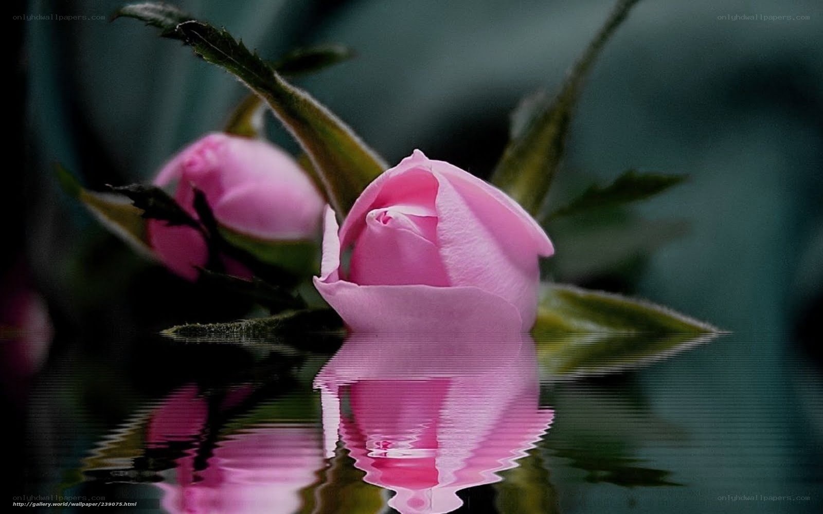 Pink rose reflection in water
