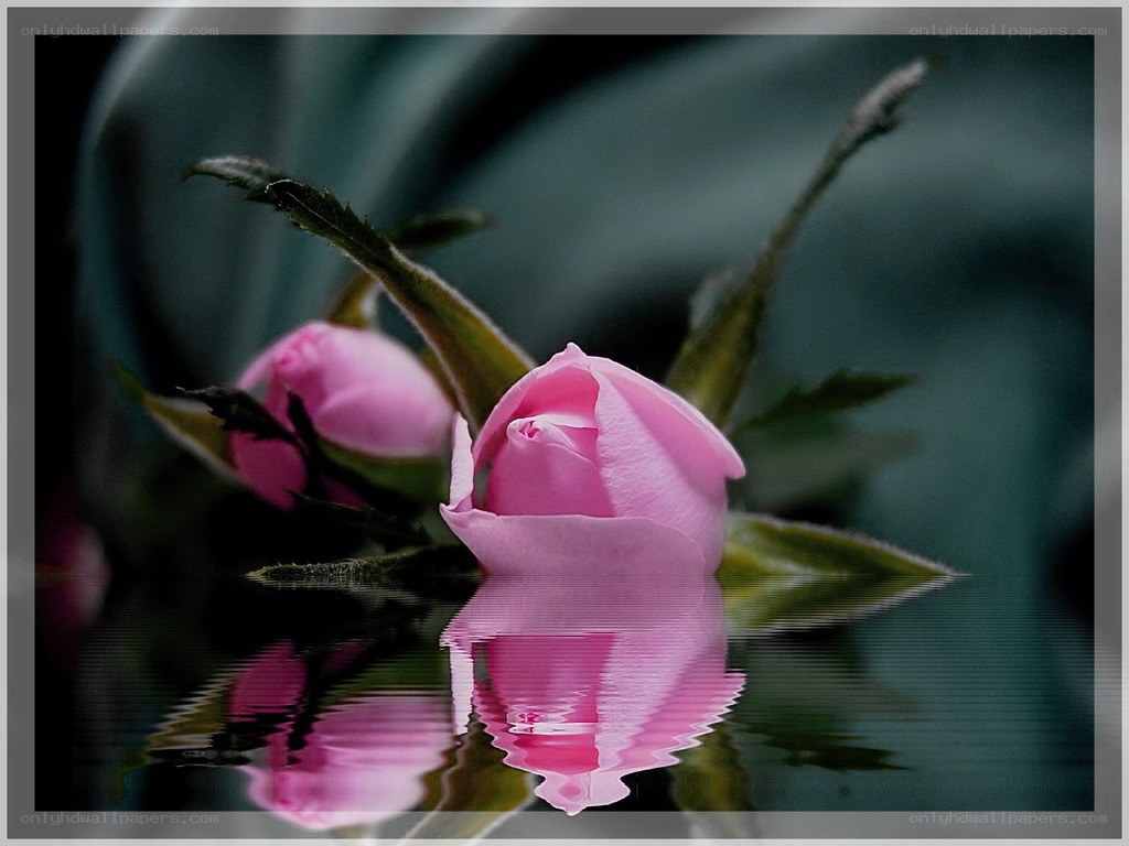 Pink rose reflection