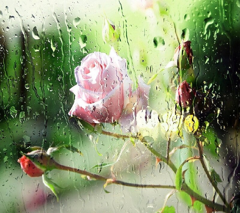 Pink Rose Through Glass