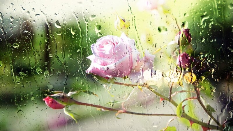 Pink Rose Through Rain — Serene