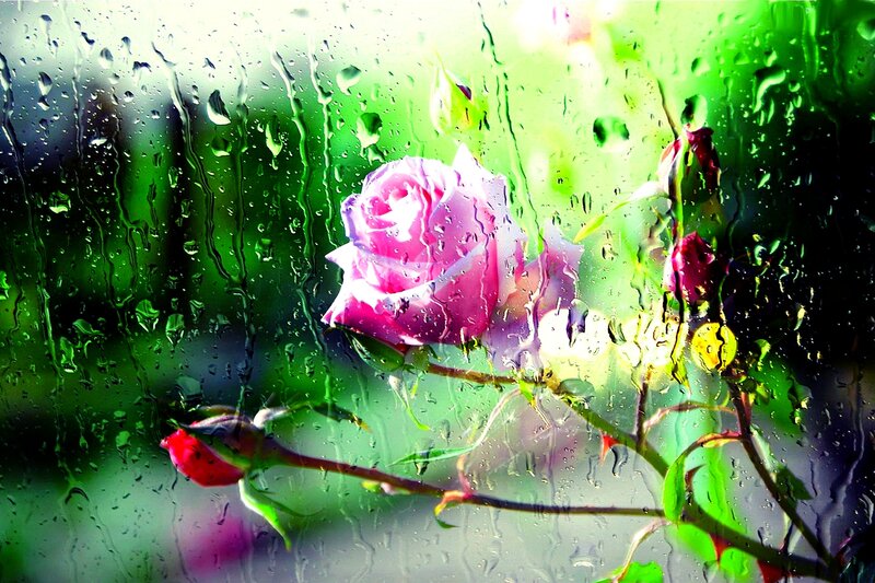 Pink Rose Through Rain