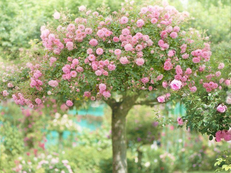Pink Rose Tree