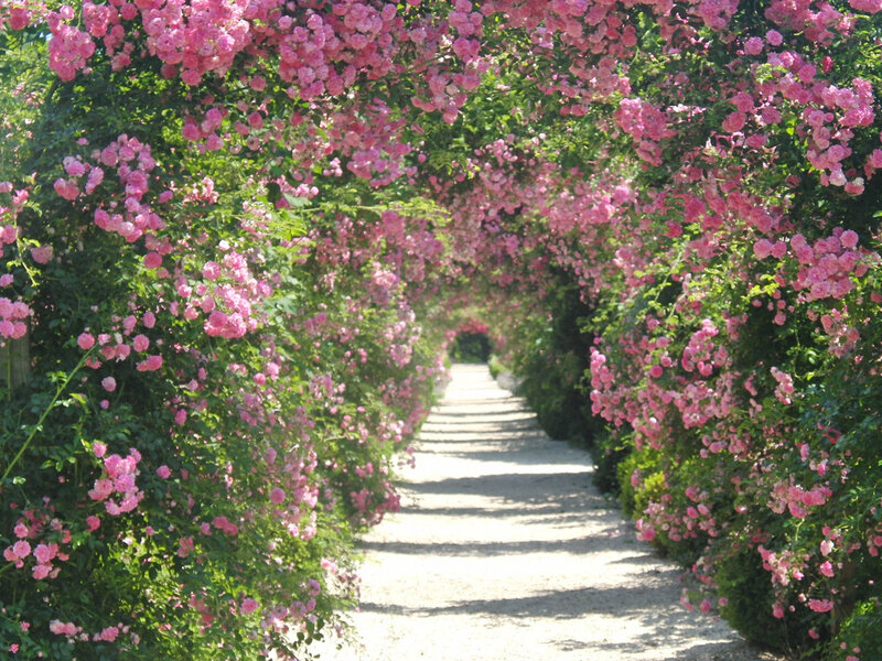 Pink Rose Tunnel