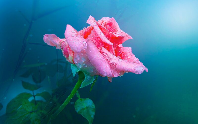 Pink Rose Underwater — Blue, Serene