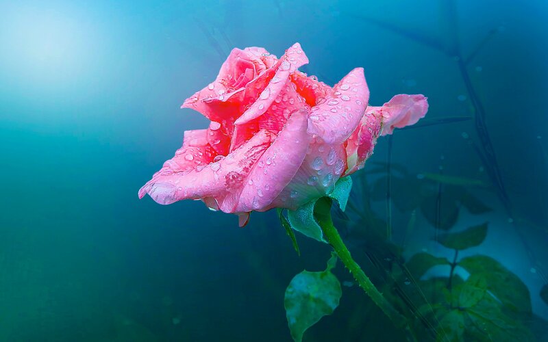 Pink Rose Underwater — Blue