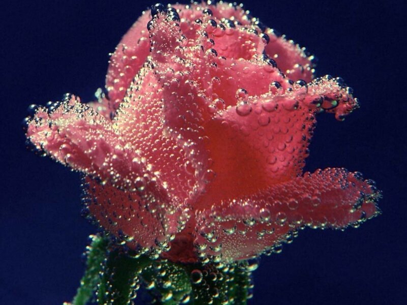 Pink Rose Underwater — Dramatic, Photograph, Bubbles, Stem