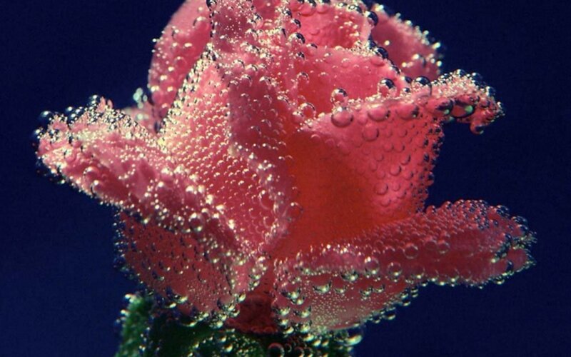 Pink Rose Underwater — Red