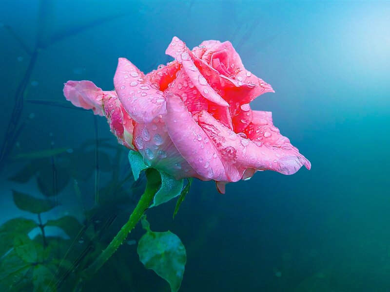 Pink Rose Underwater — Serene