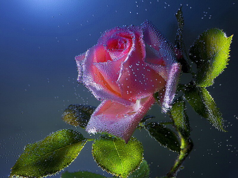 Pink Rose Underwater