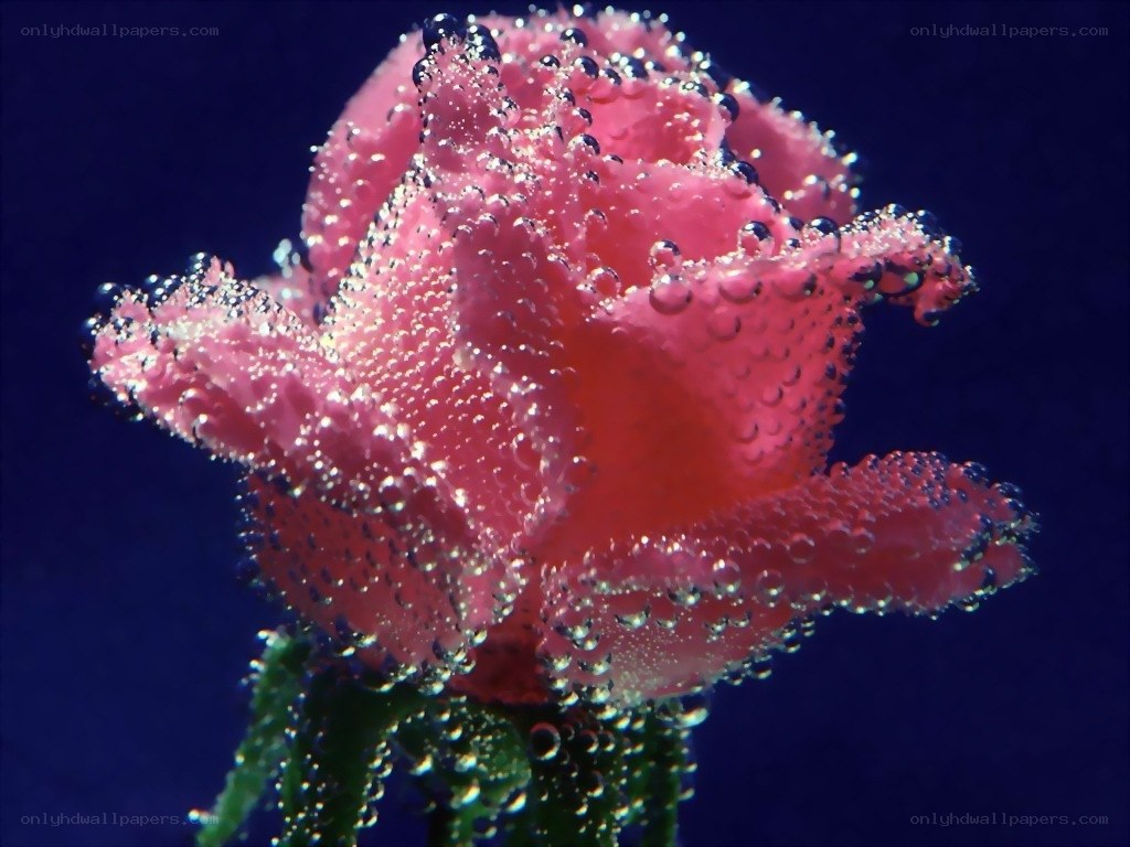 Pink rose underwater with bubbles