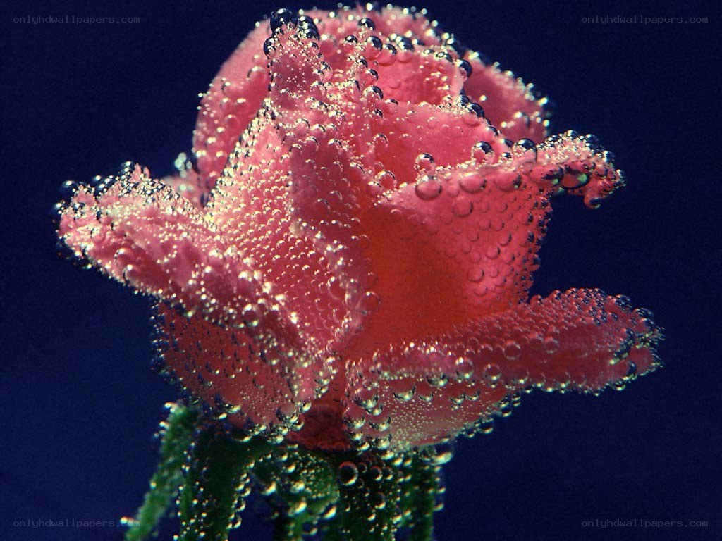 Pink rose underwater with bubbles