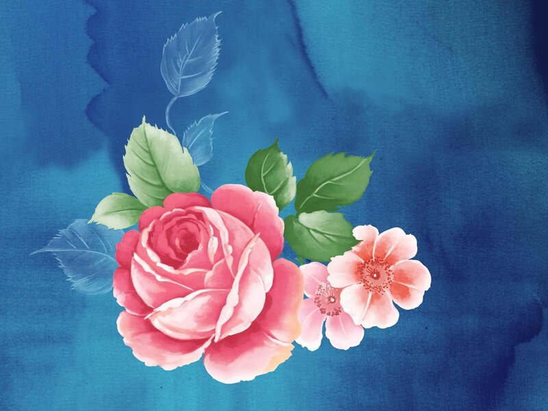 pink rose watercolor illustration