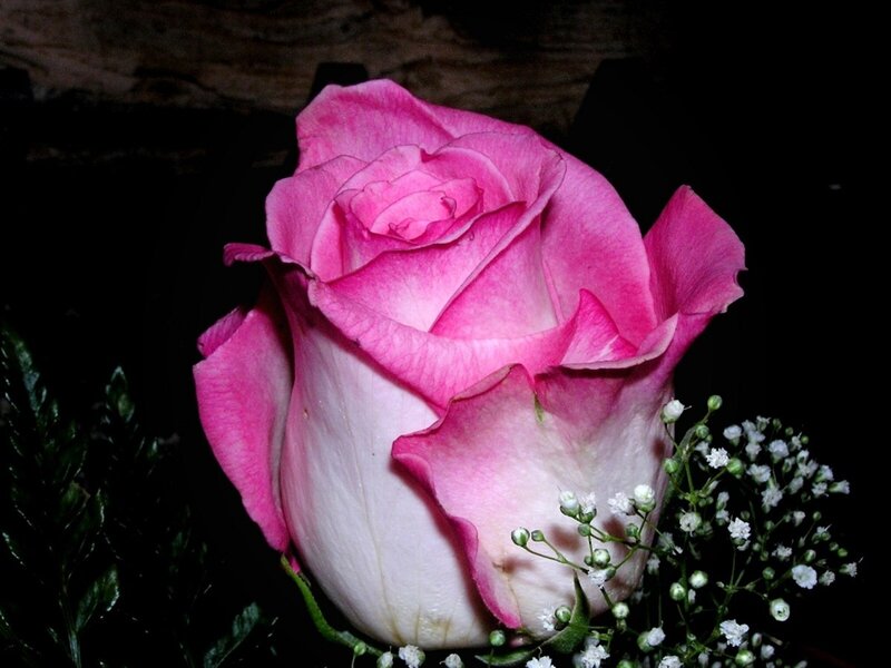 Pink rose with baby's breath