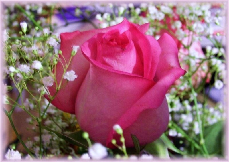 Pink rose with baby's breath