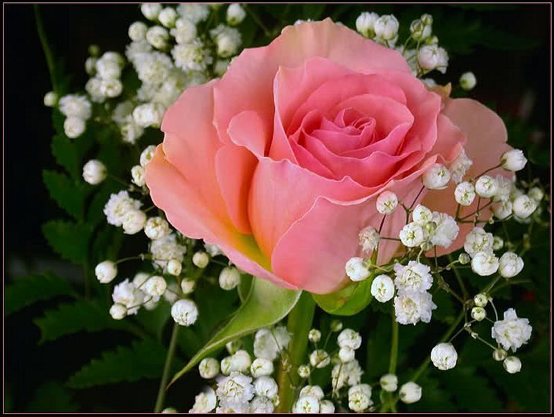 Pink Rose with Baby's Breath — Calm, Photograph
