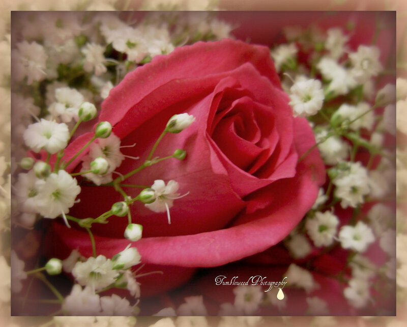 Pink Rose with Baby's Breath — Calm