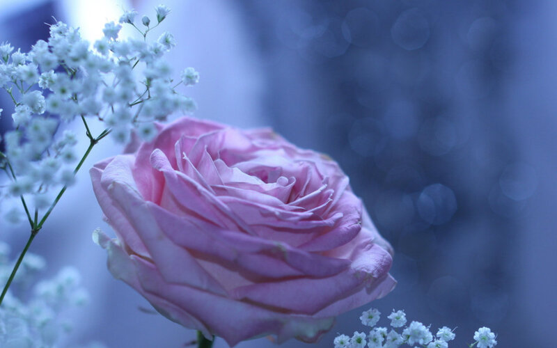 Pink Rose with Baby's Breath — Serene, Photograph, Baby's Breath, Bokeh