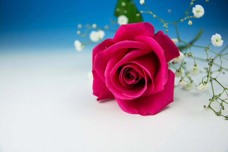 Pink Rose with Baby's Breath — Serene, Photograph, Baby's Breath, Green Leaf