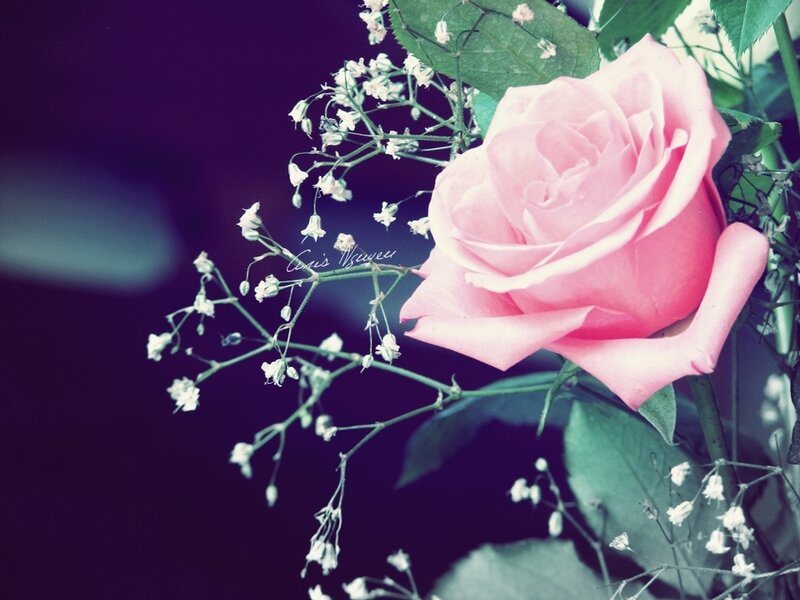 Pink Rose with Baby's Breath — Serene, Photograph