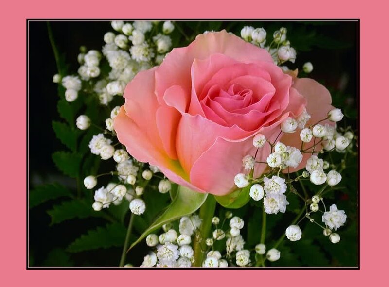 Pink Rose with Baby's Breath — Serene