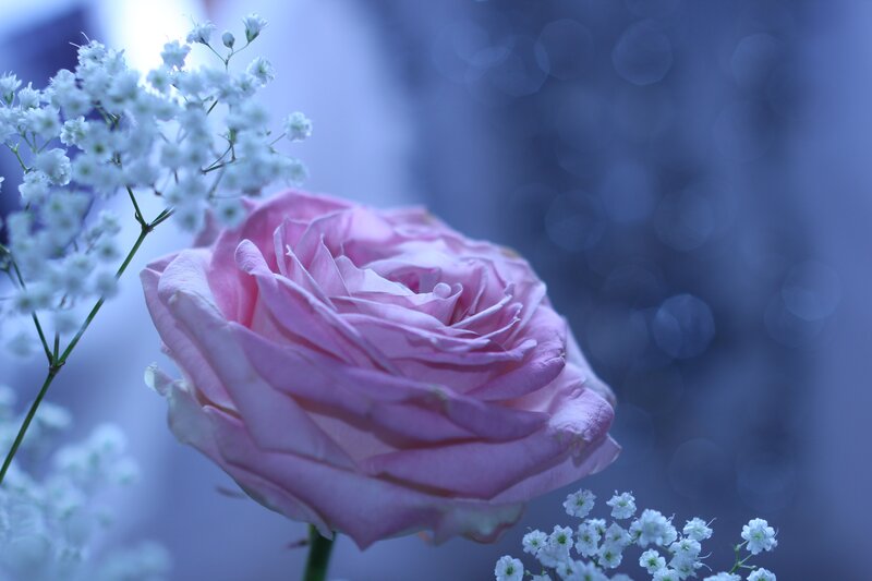 Pink rose with baby's breath