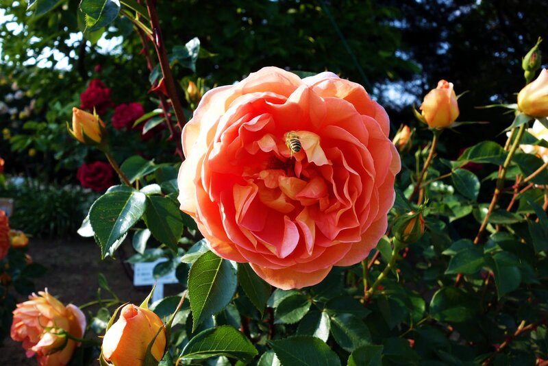 Pink Rose with Bee — Serene
