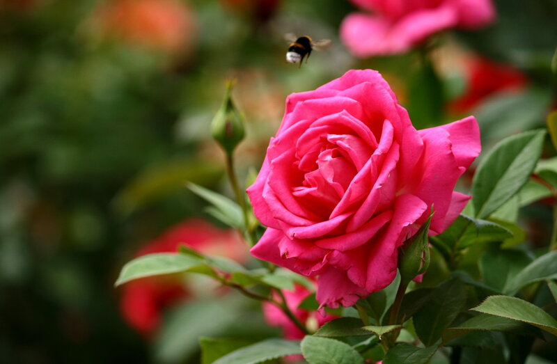 Pink Rose with Bee