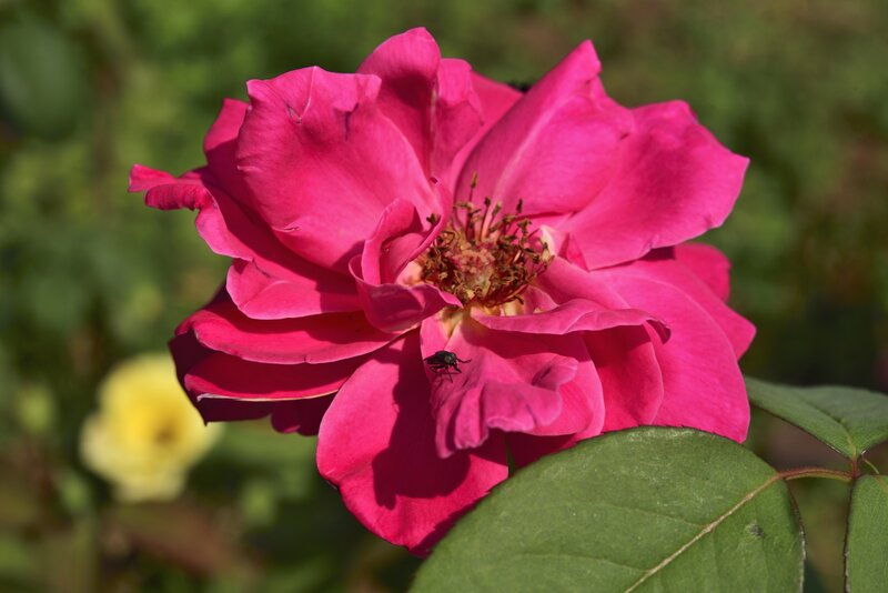 Pink rose with beetle
