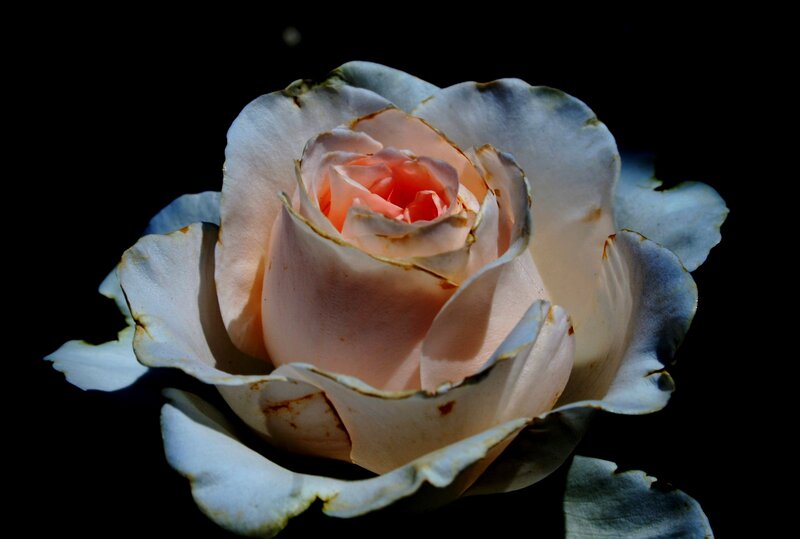 Pink Rose with Brown Edges