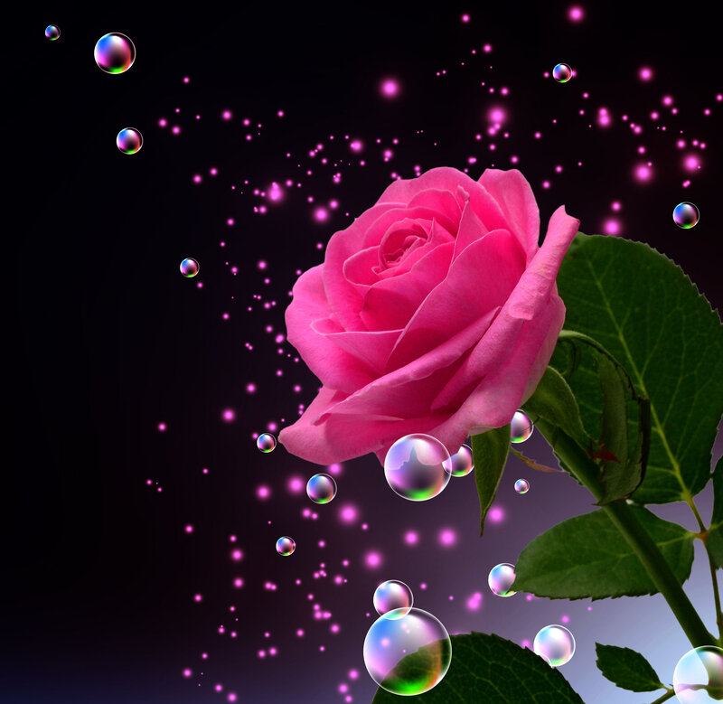 Pink Rose with Bubbles — Dreamy