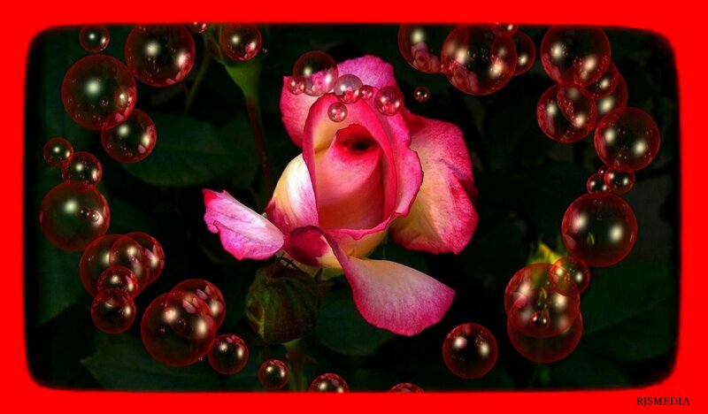 Pink Rose with Bubbles — Red