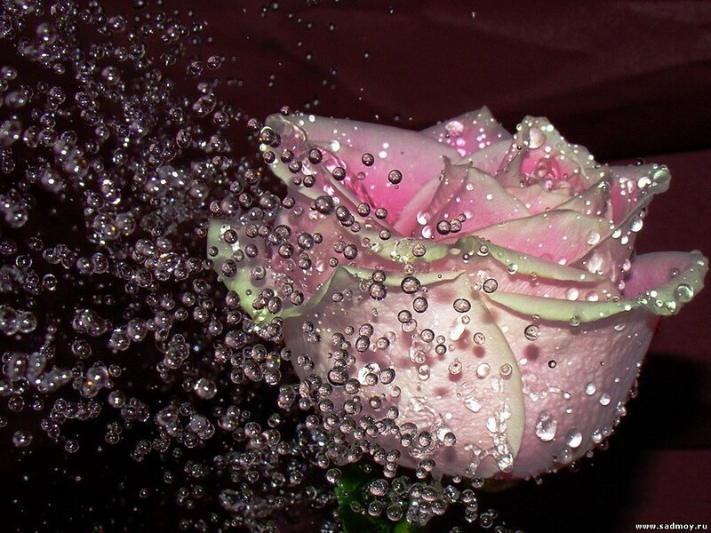 Pink Rose with Bubbles