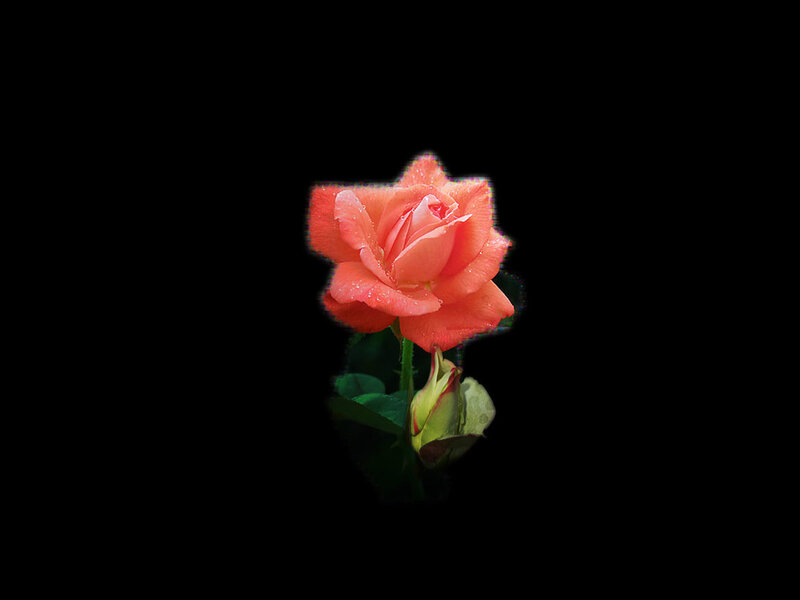 Pink Rose with Bud — Dramatic