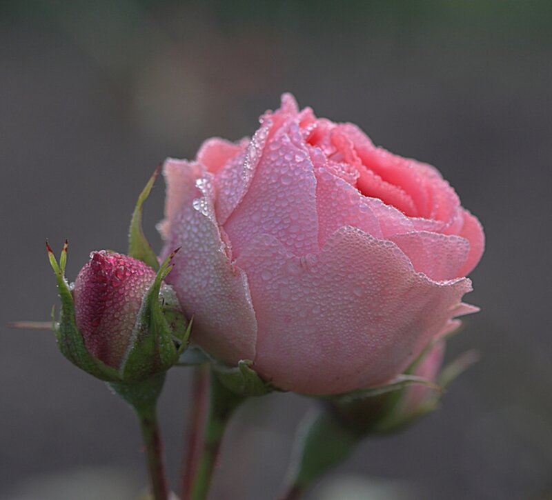 Pink Rose with Bud — Serene, Morning