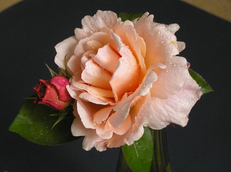 Pink Rose with Bud — Serene