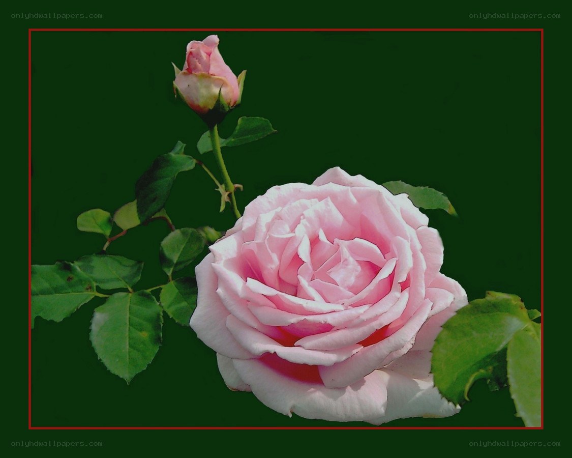 Pink rose with bud