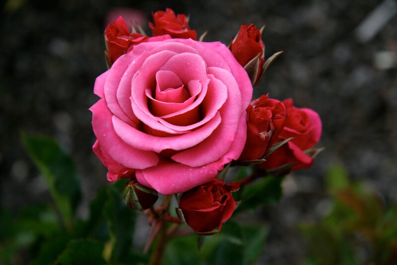 Pink Rose with Buds — Calm, Photograph, Leaves