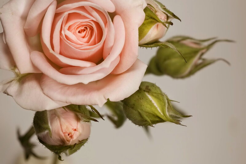 Pink Rose with Buds — Calm, Photograph, Petals