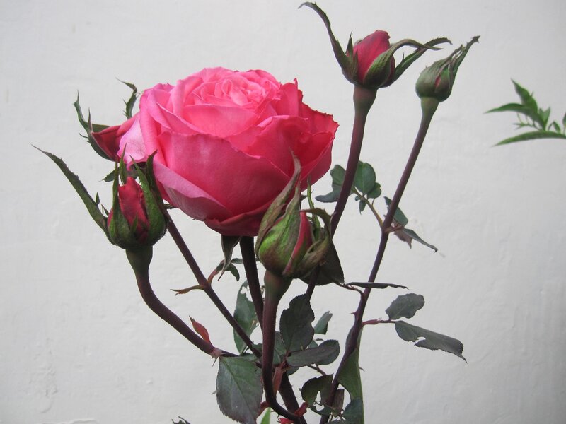 Pink Rose with Buds — Calm, Photograph