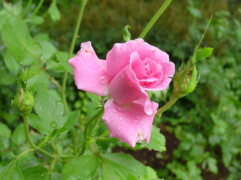Pink Rose with Buds — Calm, Spring