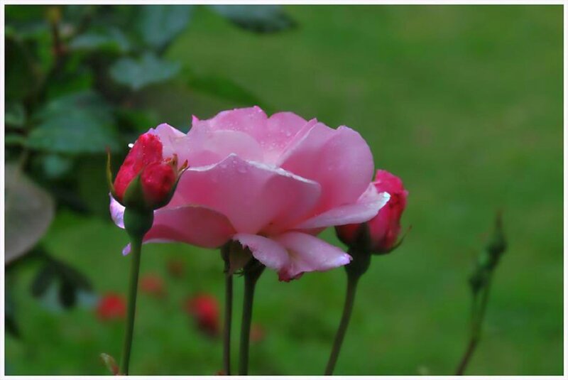 Pink Rose with Buds — Calm