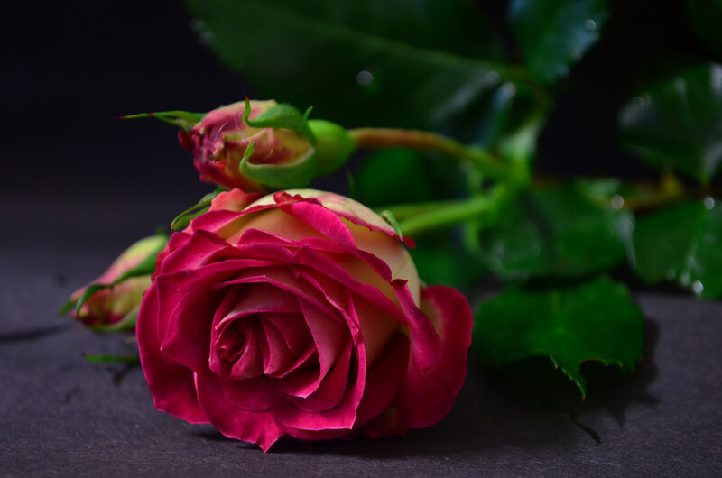 Pink Rose with Buds — Dramatic, Photograph, Leaves