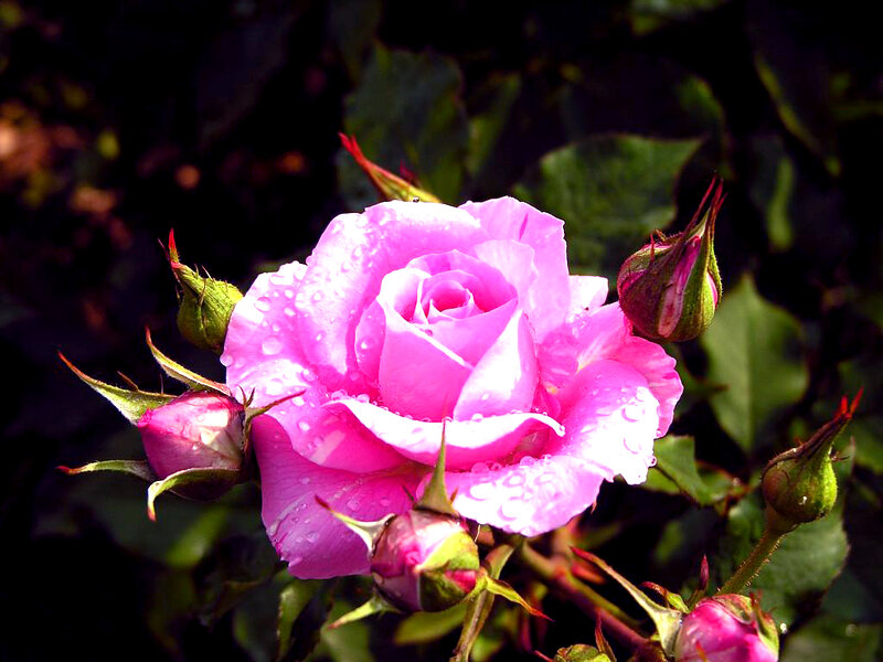 Pink Rose with Buds — Dramatic, Photograph