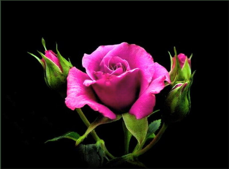 Pink Rose with Buds — Dramatic