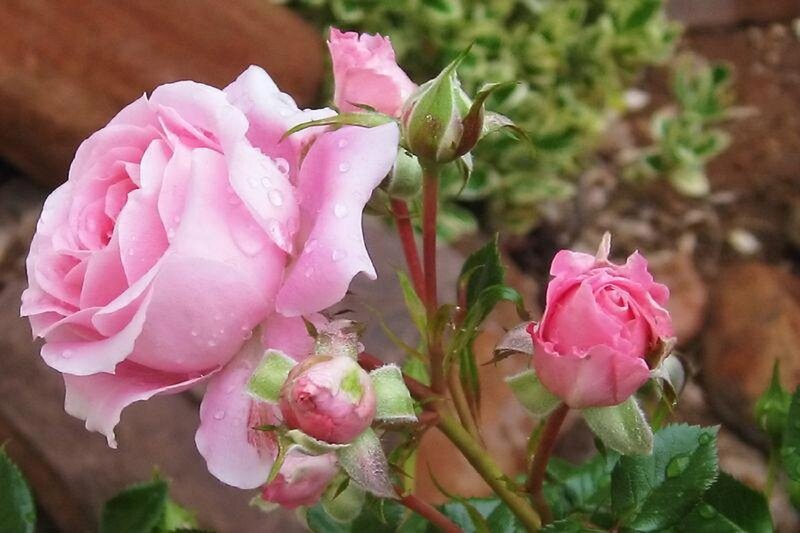 Pink Rose with Buds — Serene, Morning